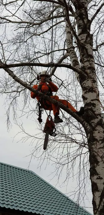 Валка деревьев со спуском веток
